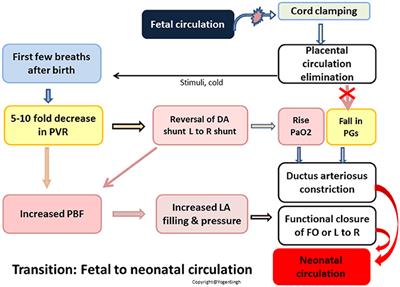 Frontiers Echocardiographic Evaluation Of Transitional Circulation